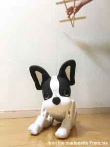 Jinni the Marionette Frenchie